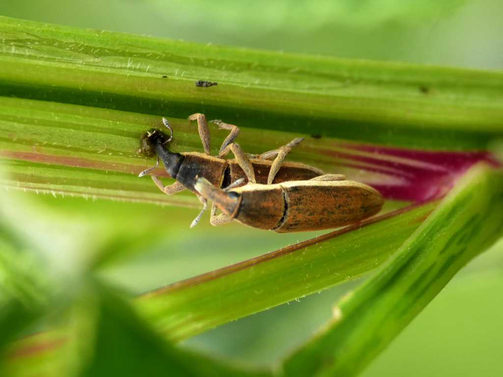 Lixus su bietola selvatica